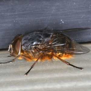 Calliphora stygia at Ainslie, ACT - 21 Oct 2019 10:49 PM