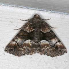 Gastrina cristaria (Wave-lined Geometrid) at Ainslie, ACT - 21 Oct 2019 by jb2602