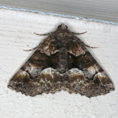 Gastrina cristaria (Wave-lined Geometrid) at Ainslie, ACT - 21 Oct 2019 by jbromilow50