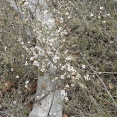 Gaudium multicaule at Aranda, ACT - 5 Nov 2019 12:28 PM