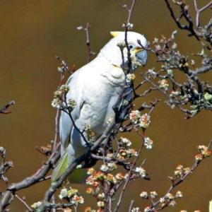 Cacatua galerita x tenuirostris/sanguinea (hybrid) at Paddys River, ACT - 28 Aug 2019