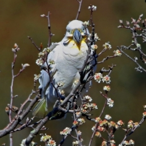 Cacatua galerita x tenuirostris/sanguinea (hybrid) at Paddys River, ACT - 28 Aug 2019