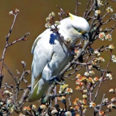 Cacatua galerita x tenuirostris/sanguinea (hybrid) at Paddys River, ACT - 28 Aug 2019