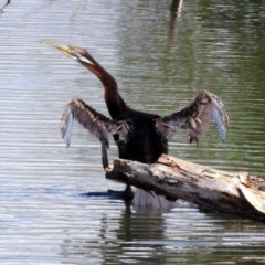 Anhinga novaehollandiae (Australasian Darter) at Fyshwick, ACT - 4 Nov 2019 by RodDeb