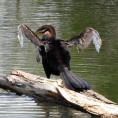 Anhinga novaehollandiae at Fyshwick, ACT - 4 Nov 2019