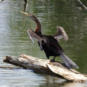 Anhinga novaehollandiae at Fyshwick, ACT - 4 Nov 2019