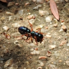 Diamma bicolor at Fyshwick, ACT - 4 Nov 2019