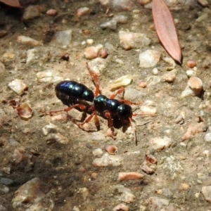 Diamma bicolor at Fyshwick, ACT - 4 Nov 2019 11:55 AM