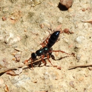 Diamma bicolor at Fyshwick, ACT - 4 Nov 2019 11:55 AM