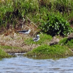 Himantopus leucocephalus (Pied Stilt) at Jerrabomberra Wetlands - 4 Nov 2019 by RodDeb