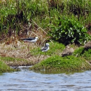 Himantopus leucocephalus at Fyshwick, ACT - 4 Nov 2019