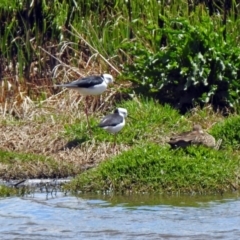 Himantopus leucocephalus at Fyshwick, ACT - 4 Nov 2019 12:59 PM