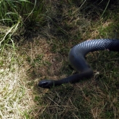 Pseudechis porphyriacus (Red-bellied Black Snake) at Jerrabomberra Wetlands - 4 Nov 2019 by RodDeb