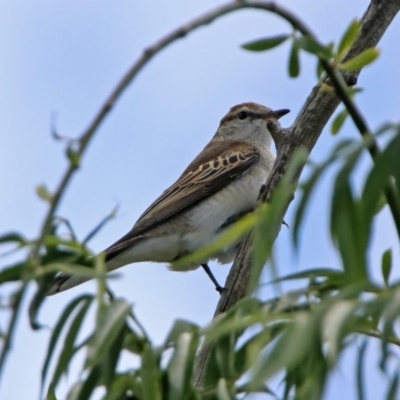 Lalage tricolor (White-winged Triller) at Fyshwick, ACT - 4 Nov 2019 by RodDeb