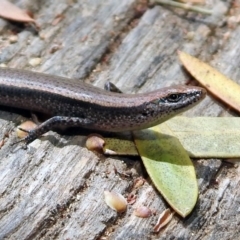 Lampropholis delicata (Delicate Skink) at Fyshwick, ACT - 4 Nov 2019 by RodDeb