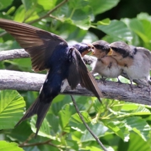 Hirundo neoxena at Fyshwick, ACT - 4 Nov 2019