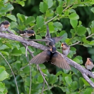 Hirundo neoxena at Fyshwick, ACT - 4 Nov 2019