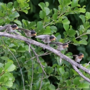 Hirundo neoxena at Fyshwick, ACT - 4 Nov 2019