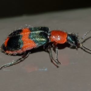 Dicranolaius bellulus at Acton, ACT - 5 Nov 2019