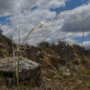 Austrostipa scabra at Theodore, ACT - 5 Nov 2019