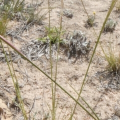 Austrostipa scabra at Theodore, ACT - 5 Nov 2019