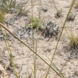 Austrostipa scabra at Theodore, ACT - 5 Nov 2019