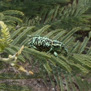 Chrysolopus spectabilis at Theodore, ACT - 5 Nov 2019 02:50 PM