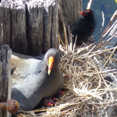 Gallinula tenebrosa (Dusky Moorhen) at Bega, NSW - 5 Nov 2019 by MatthewHiggins