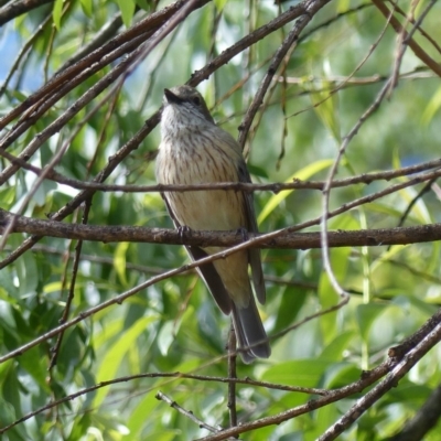 Pachycephala rufiventris (Rufous Whistler) at Bega, NSW - 4 Nov 2019 by MatthewHiggins