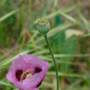 Papaver somniferum at Stromlo, ACT - 5 Nov 2019 12:48 PM