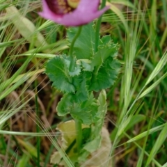 Papaver somniferum at Stromlo, ACT - 5 Nov 2019