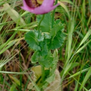 Papaver somniferum at Stromlo, ACT - 5 Nov 2019