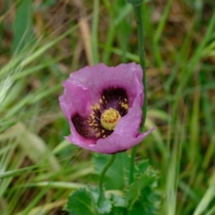 Papaver somniferum at Stromlo, ACT - 5 Nov 2019