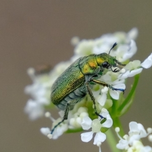 Diphucephala sp. (genus) at Coree, ACT - 5 Nov 2019