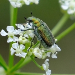 Diphucephala sp. (genus) at Coree, ACT - 5 Nov 2019