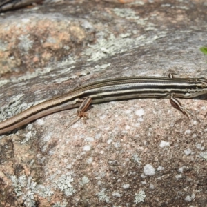 Ctenotus taeniolatus at Tuggeranong DC, ACT - 5 Nov 2019 11:42 AM