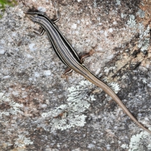 Ctenotus taeniolatus at Tuggeranong DC, ACT - 5 Nov 2019 11:42 AM