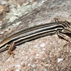 Ctenotus taeniolatus at Tuggeranong DC, ACT - 5 Nov 2019 11:42 AM