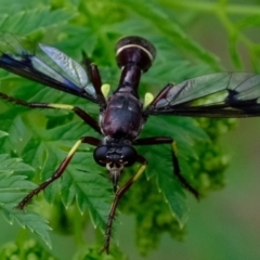 Daptolestes limbipennis (Robber fly) at Stromlo, ACT - 5 Nov 2019 by Kurt