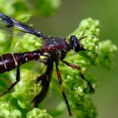 Daptolestes limbipennis at Stromlo, ACT - 5 Nov 2019