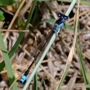 Ischnura heterosticta at Stromlo, ACT - 5 Nov 2019 12:50 PM