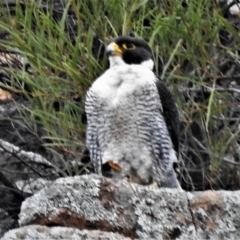 Falco peregrinus (Peregrine Falcon) at Tuggeranong DC, ACT - 5 Nov 2019 by JohnBundock