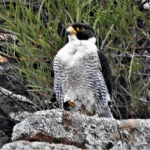 Falco peregrinus at Tuggeranong DC, ACT - 5 Nov 2019