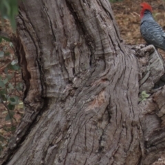 Callocephalon fimbriatum (Gang-gang Cockatoo) at Garran, ACT - 2 Nov 2019 by AndrewZelnik