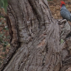 Callocephalon fimbriatum at Garran, ACT - suppressed