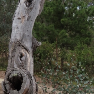 Callocephalon fimbriatum at Garran, ACT - suppressed