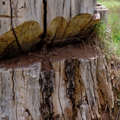 Papyrius nitidus (Shining Coconut Ant) at Strathnairn, ACT - 5 Nov 2019 by Kurt