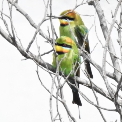 Merops ornatus (Rainbow Bee-eater) at Greenway, ACT - 5 Nov 2019 by JohnBundock