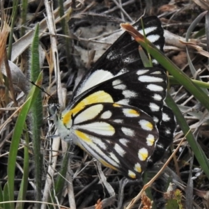 Belenois java at Tuggeranong DC, ACT - 5 Nov 2019