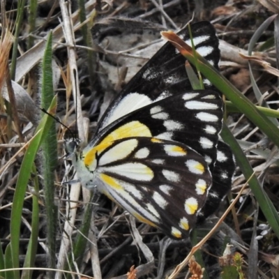 Belenois java (Caper White) at Urambi Hills - 5 Nov 2019 by JohnBundock